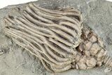 Fossil Crinoid Plate With Ten Species - Crawfordsville, Indiana #281493-3